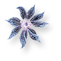 New species