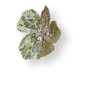 New species
